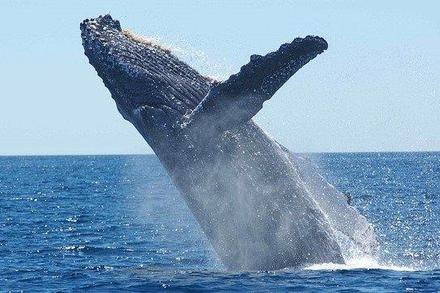 Whale Watching (seasonal)