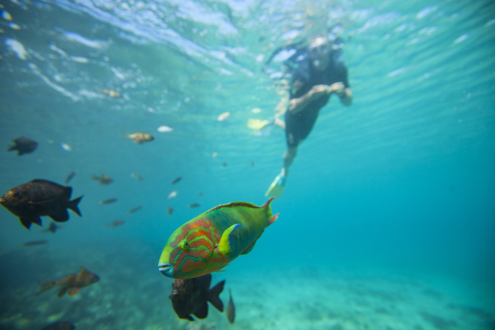Snorkeling