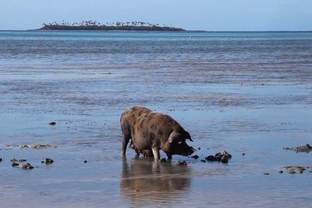 Fishing Pigs