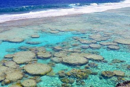 Coral Garden