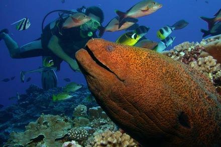 Top Dive