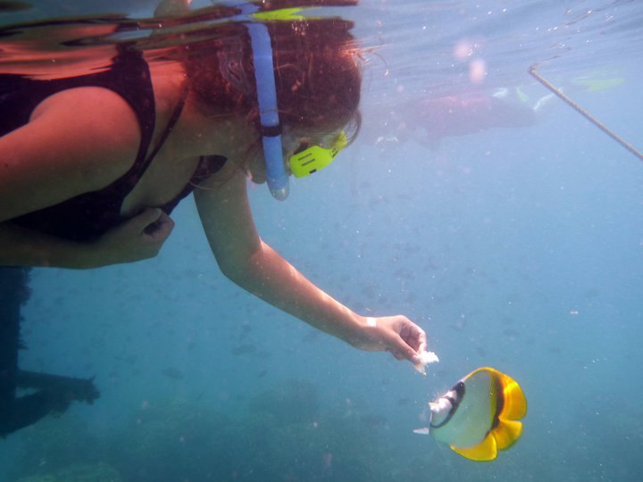Reef Explorer