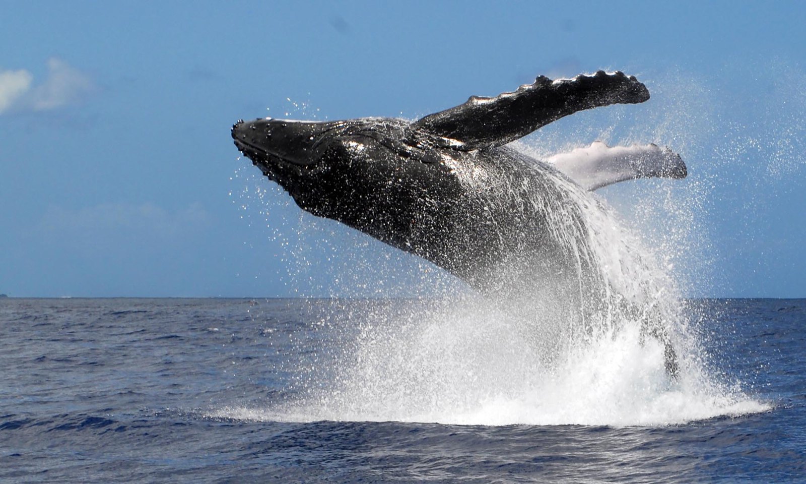 Dr Michael Pooles Dolphin and Whale Watching Expeditions