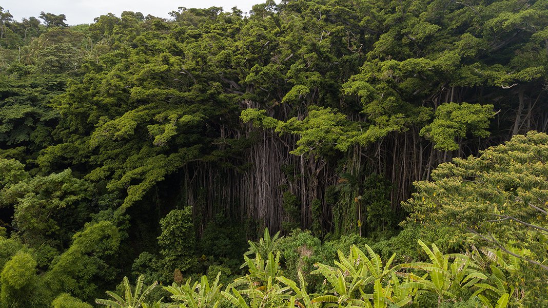 Giant Banyan Tree