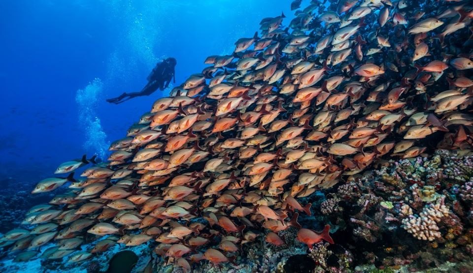 Top Dive