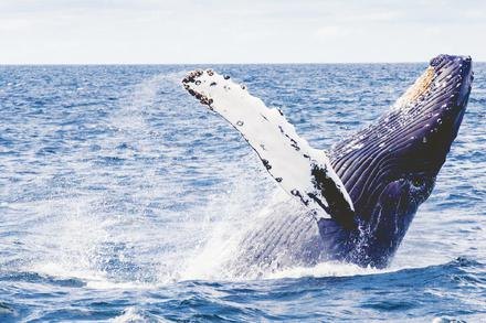 Whale Watching (seasonal)