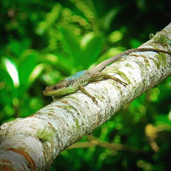 Takitumu Conservation Area