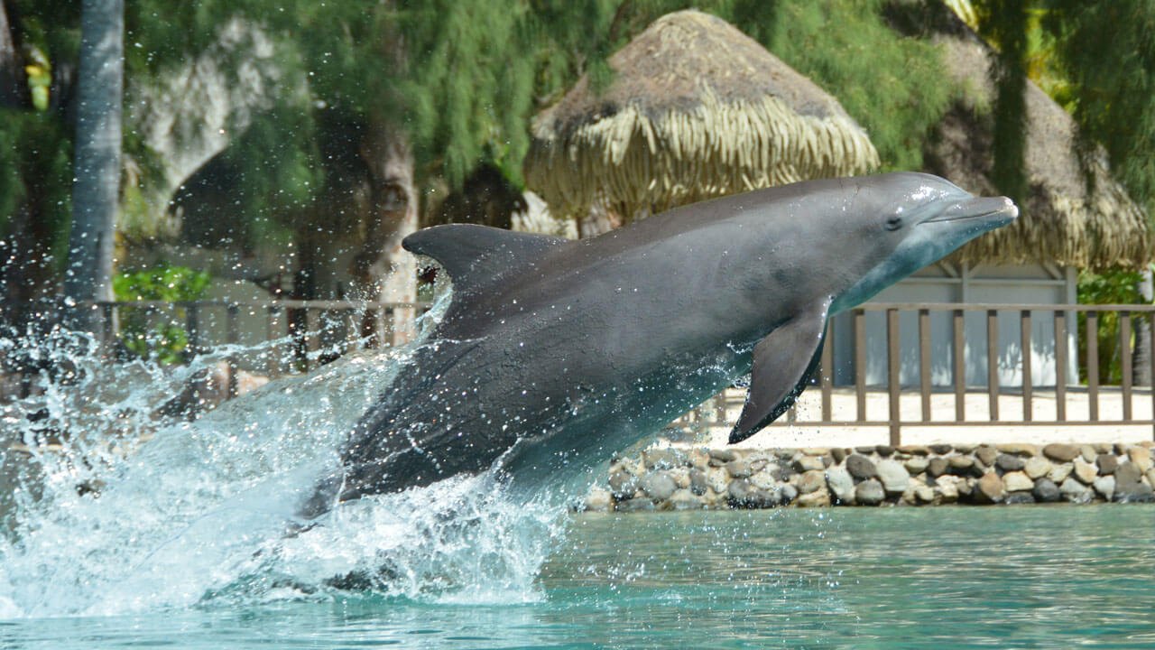 Moorea Dolphin Centre