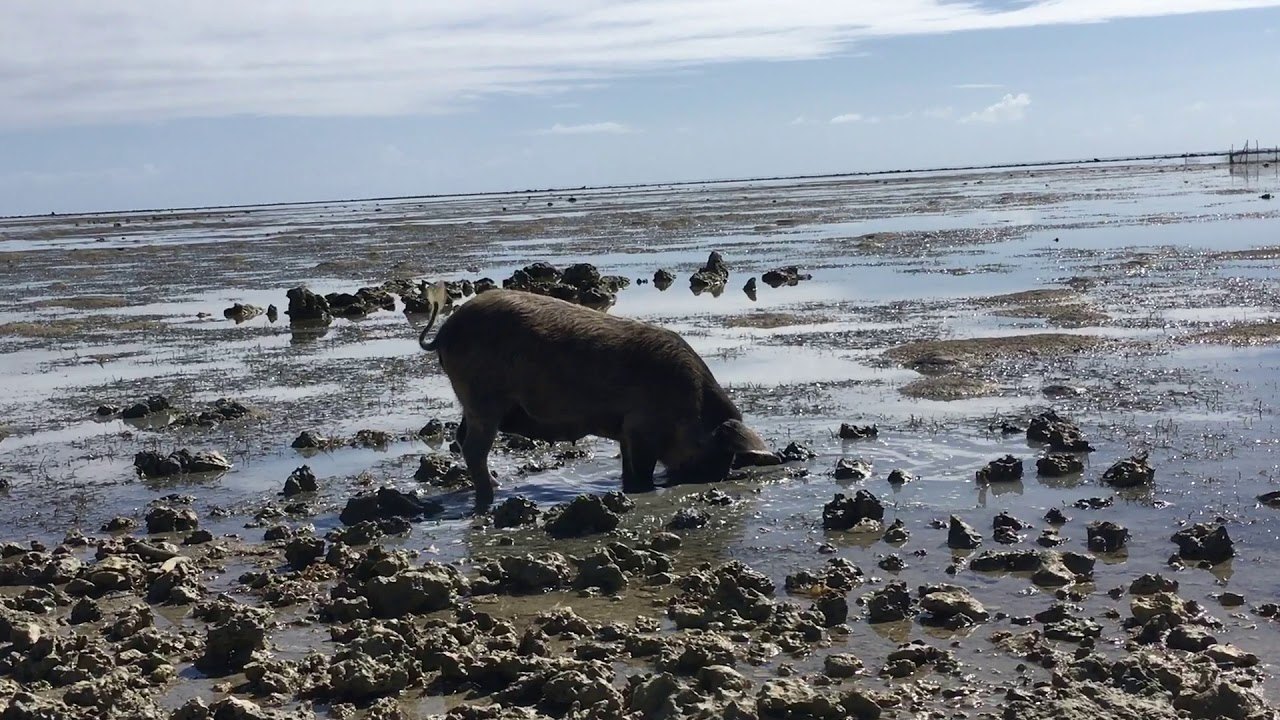 Fishing Pigs
