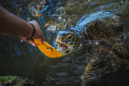 Malua Turtle Feeding Pool