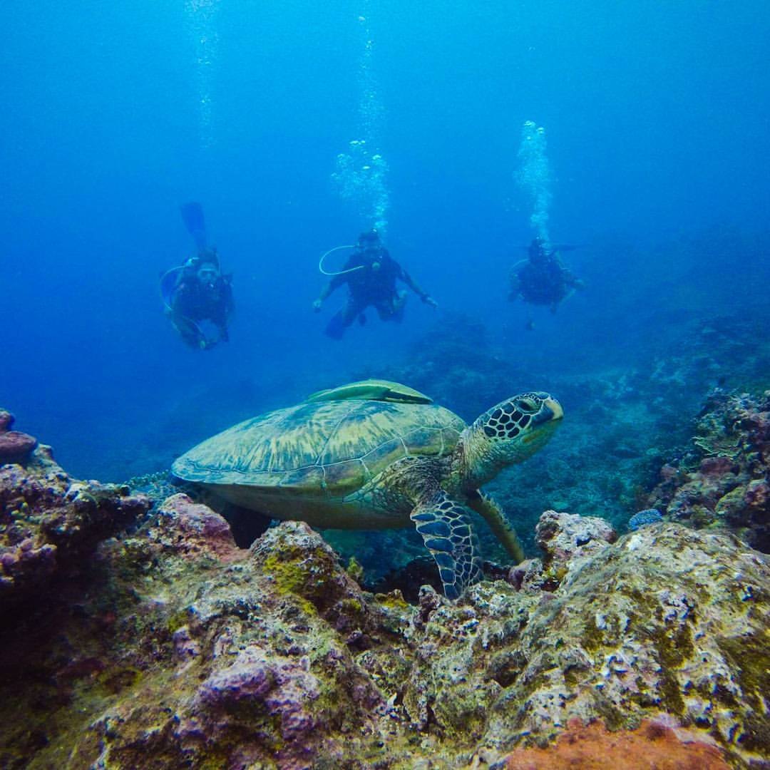 Samoa Dive & Snorkel