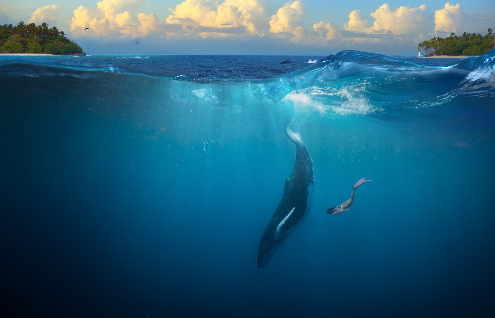 Whale Watching (seasonal)