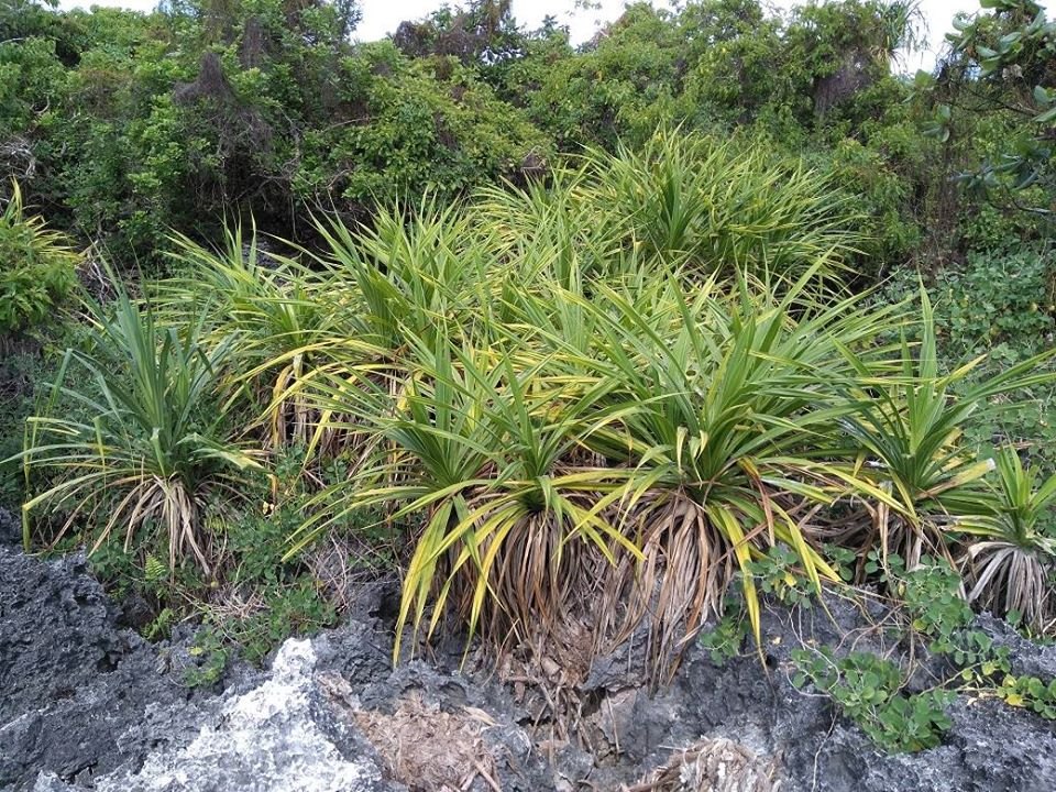 Captain Cook's Track