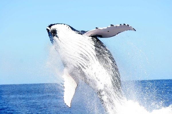 Blue Water Tours (Fishing, Charters, Whale Watching)