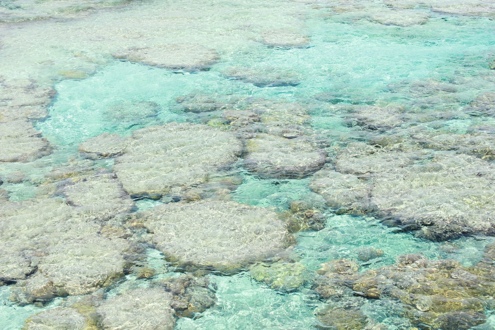 Coral Garden