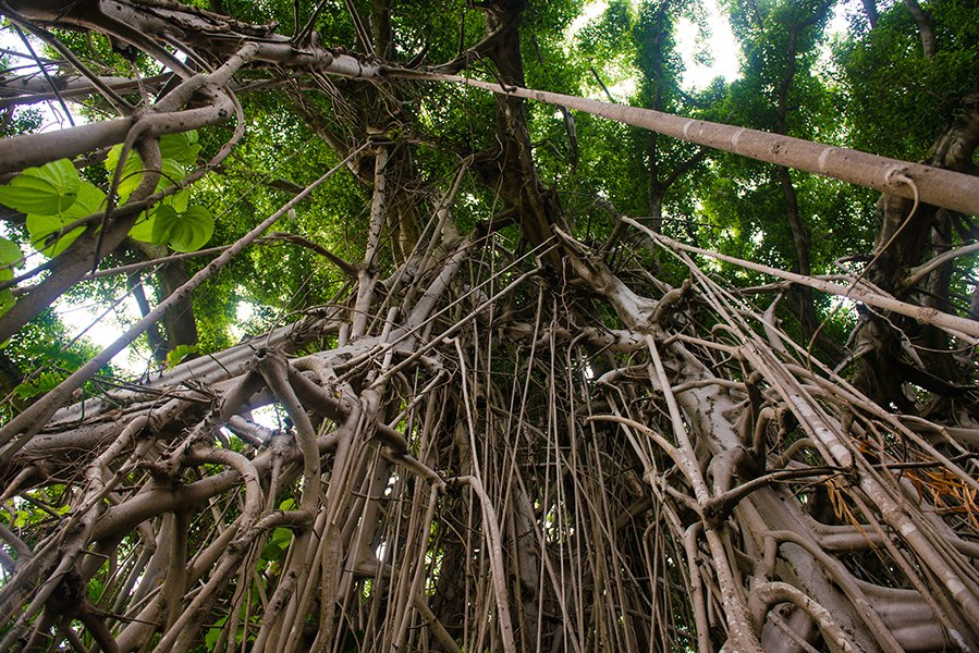 Giant Banyan Tree