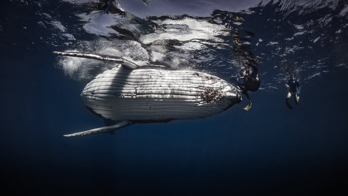 Whale Watching (seasonal)