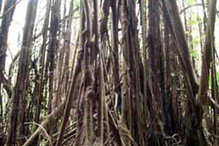 Tumai and Tongaroro Beach Trails