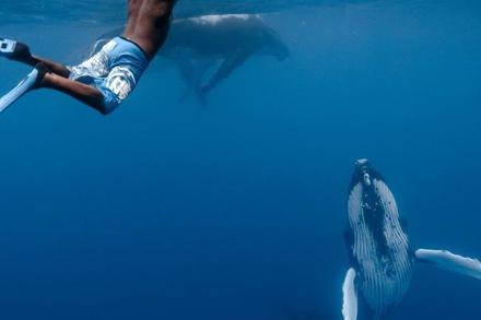 Scubapiti Moorea