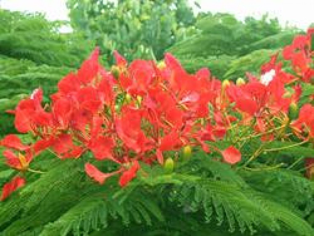 Poinciana Cottages