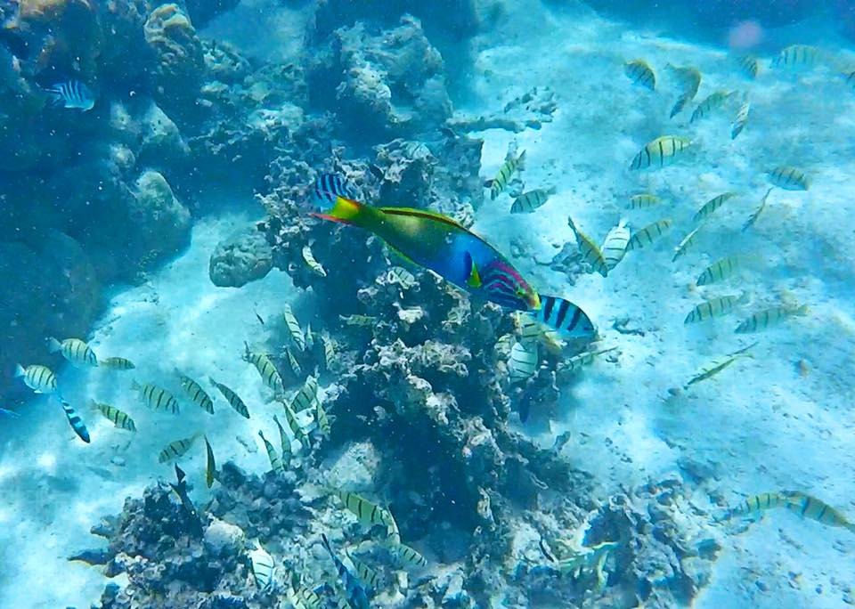 Captain Tama's Lagoon Cruizes