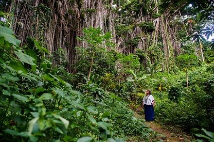 Giant Banyan Tree