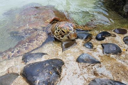The Reef' Vanuatu Zoological & Wildlife Sanctuary