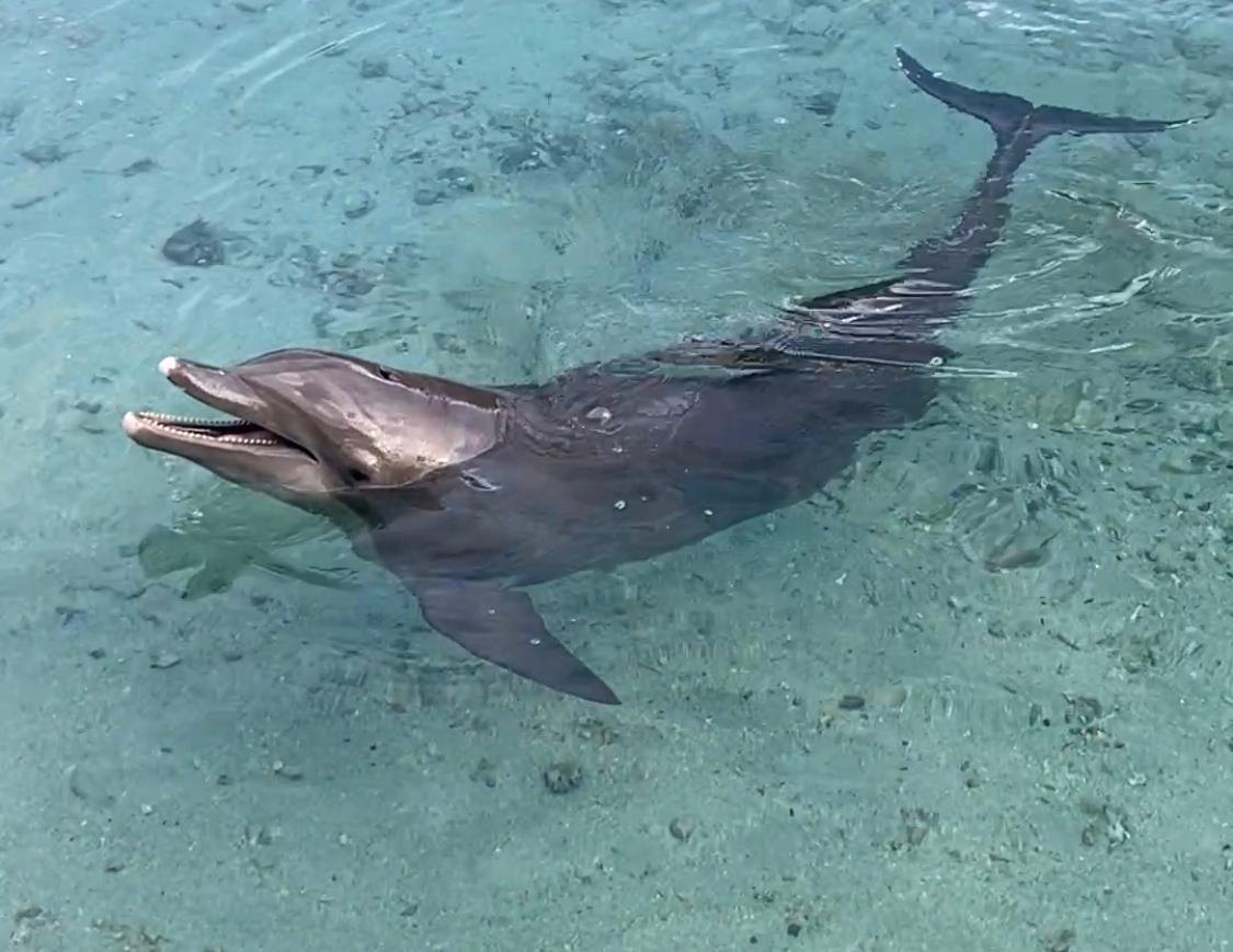 Moorea Dolphin Centre